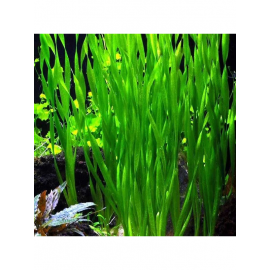 Vallisneria Spiralis Saz Bitkisi (5 kök)