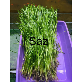 Vallisneria Spiralis Saz Bitkisi (5 kök)