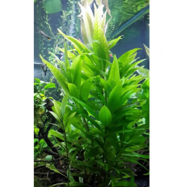 Hygrophila siamensis(tütün bitkisi) 5 kök 