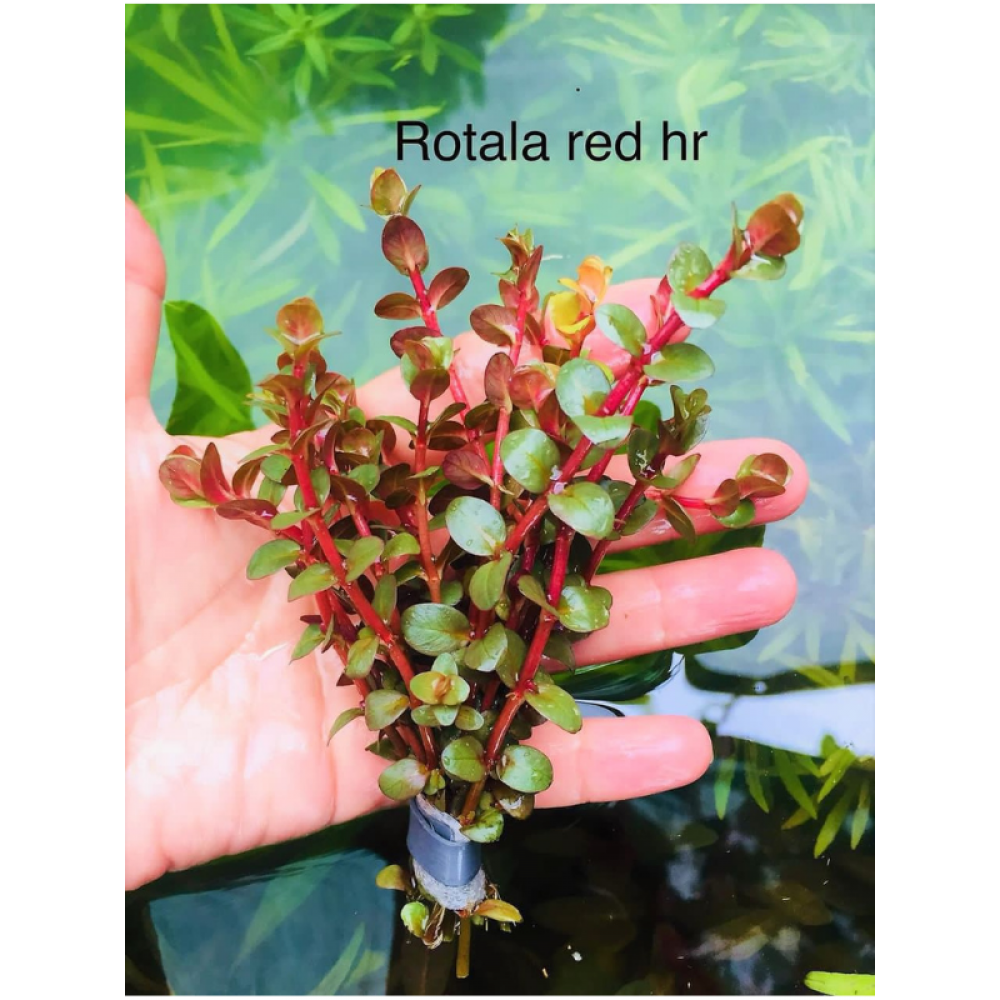 Rotala Vietnam H'ra Red ( 5 kök )