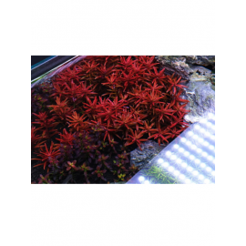 Rotala Vietnam H'ra Red ( 5 kök )