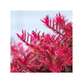 Rotala Vietnam H'ra Red ( 5 kök )