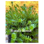 rotala bossi (5 kök )